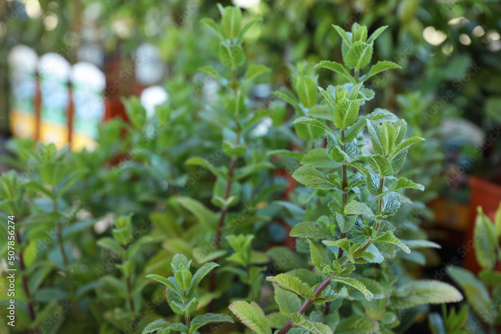 Beautiful green mint on blurred background, closeup. Space for text Beautiful green mint on blurred background, closeup. Space for text