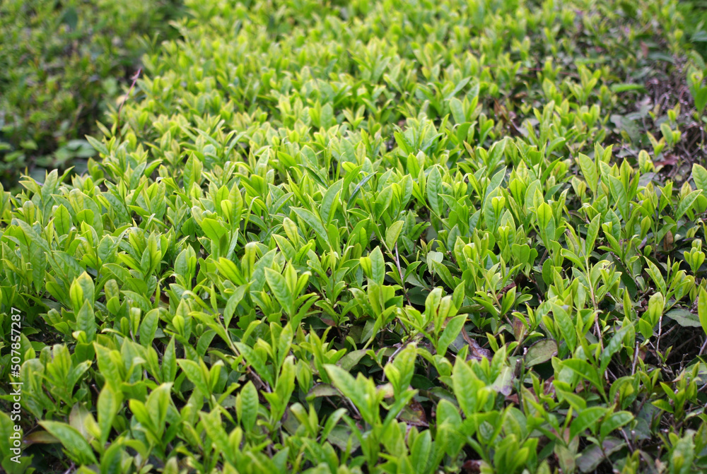 Green tea leaves. Close up. Tea plantations Green tea leaves. Close up. Tea plantations
