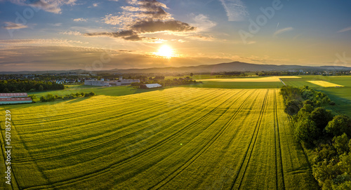 Rapeseed field during sunset in the Taunus countryside, Hessen Germany