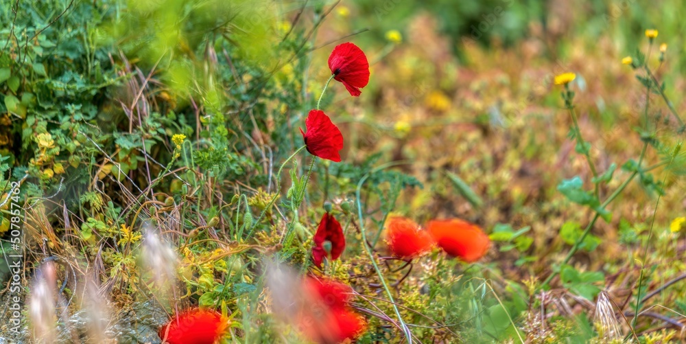 Obraz premium poppies in the field near Erice Sicily