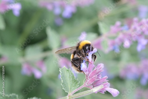 Bee closeup in the flower, macro, selective focus, nature defocused background. Detail of honeybee sitting on the flower. Honey bee collecting pollen from flower blossom.