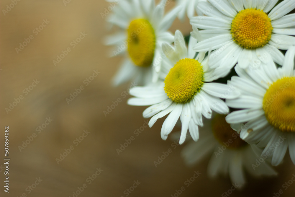 Obraz premium Daisy chamomile flowers on wooden background. View with copy space