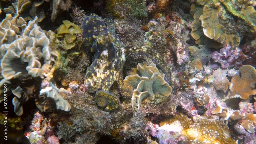 Underwater video of small octopus swimming in tropical exotic bay among corals with crystal clear sea. Common reef octopus camouflaged among algae and soft corals. Snorkeling or scuba diving Underwater video of small octopus swimming in tropical exotic bay among corals with crystal clear sea. Common reef octopus camouflaged among algae and soft corals. Snorkeling or scuba diving