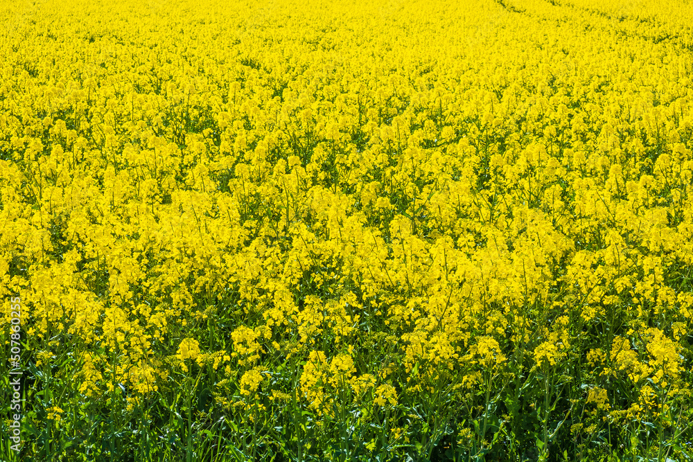 Flowering rapeseed in sunlight Flowering rapeseed in sunlight