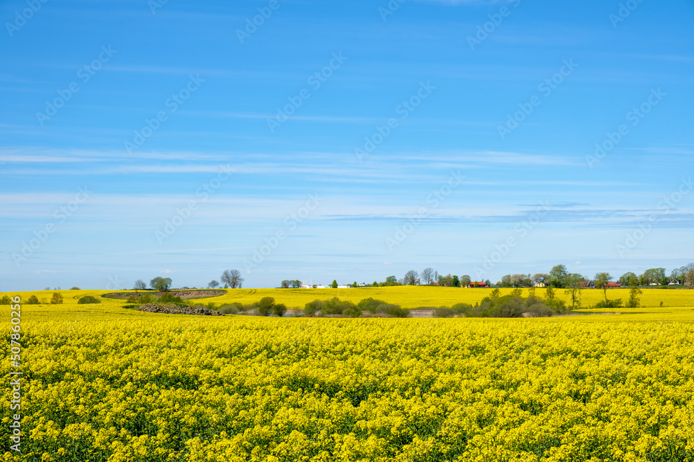 Yellow flowering rapeseed field in a rural landscape