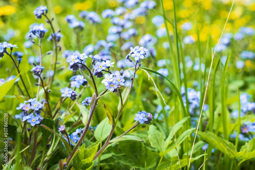 Water forget-me-not flowers