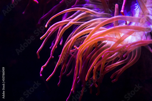 beadle anemone -  is a common sea anemone found on rocky shores around all coasts of the British Isles. - Actinia equina
