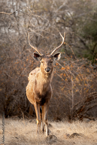 Wild male Sambar deer or rusa unicolor close up or portrait with long antlers head on in dry hot summer season safari at ranthambore national park forest reserve rajasthan india asia