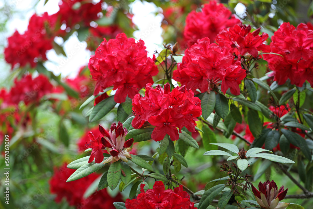 Fototapeta premium Red Rhododendron Romany Chai Group in flower.