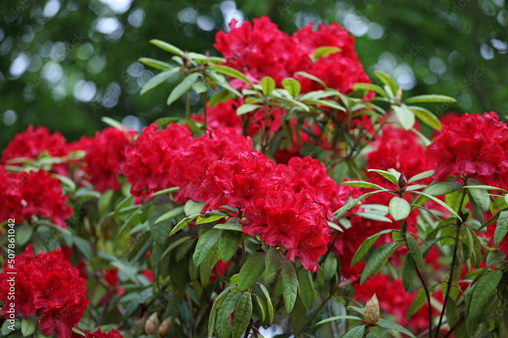 Red Rhododendron Romany Chai Group in flower.