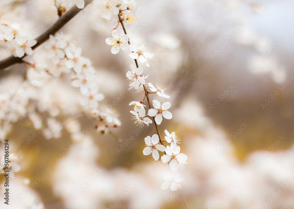 Dreamy White Blossom of Flowering Tree Prunus Spinosa during Spring. Shallow Depth of Field of Blackthorn in Bloom. 