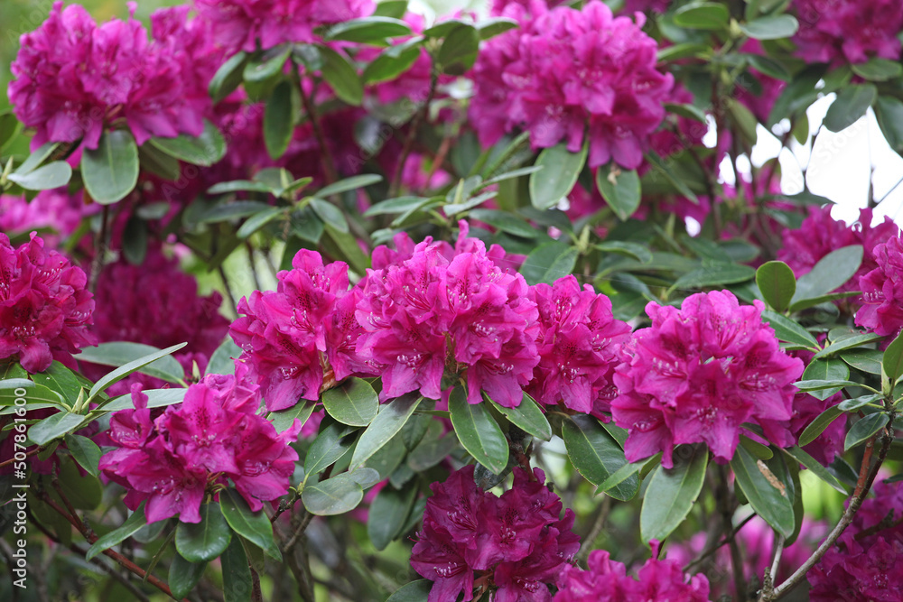 Purple rhododendron bush in flower.