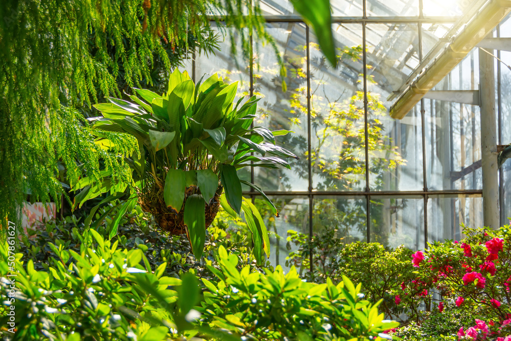 Coelogyne orchid in a hanging coconut pot among maples and flowering rhododendrons, in the greenhouse of a subtropical garden. Coelogyne orchid in a hanging coconut pot among maples and flowering rhododendrons, in the greenhouse of a subtropical garden.