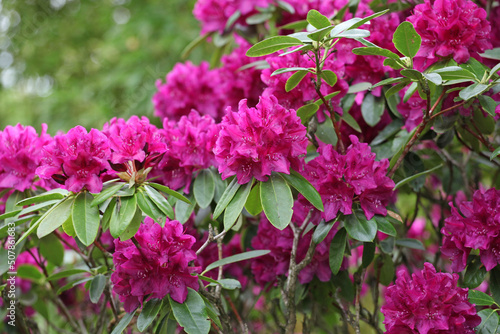 Purple rhododendron bush in flower.