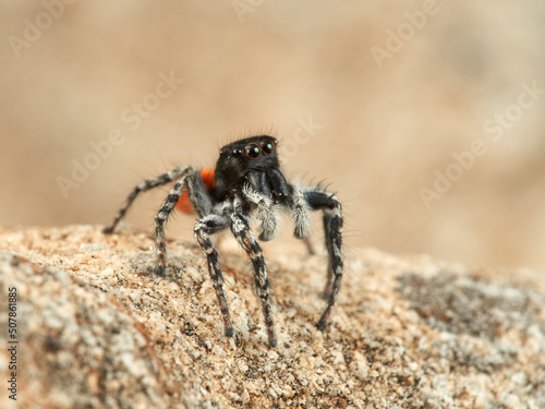 Tableau sur toile Red-bellied Jumping Spider. Philaeus chrysops.