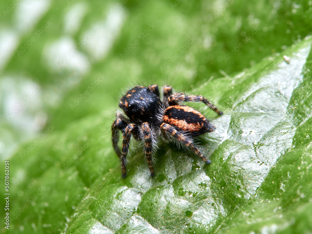 Red-bellied Jumping Spider. Philaeus chrysops. Red-bellied Jumping Spider. Philaeus chrysops.