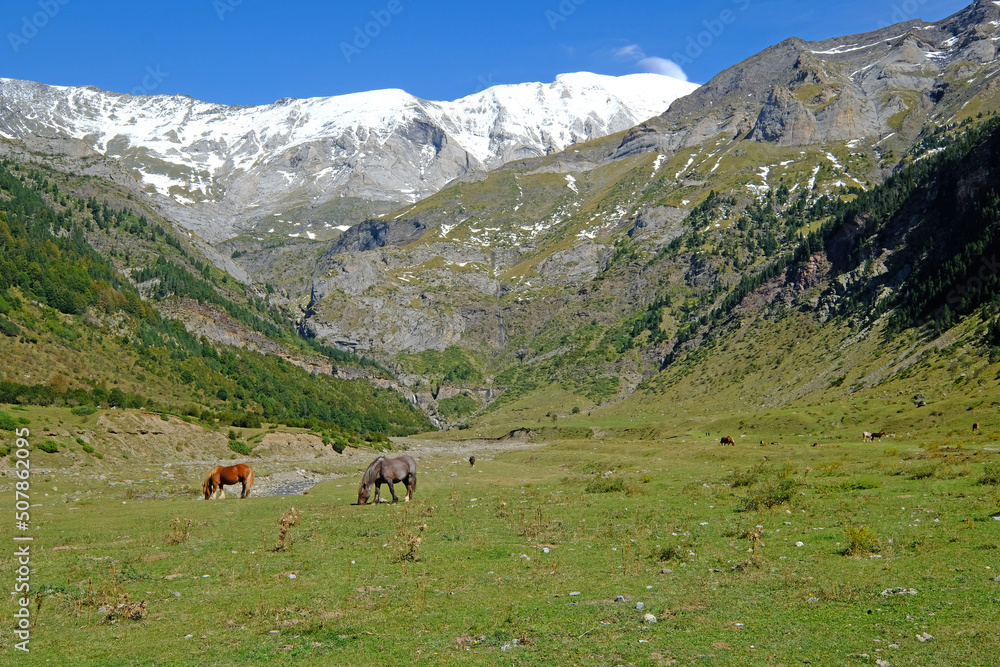 Horses eat grass in the valley of La Larri in the National Park of Ordesa and Monte Perdido Horses eat grass in the valley of La Larri in the National Park of Ordesa and Monte Perdido
