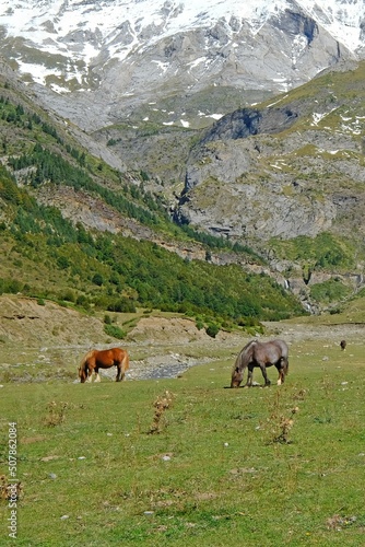 Horses eat grass in the valley of La Larri in the National Park of Ordesa and Monte Perdido © Tim