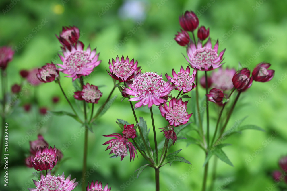 The delicate pink flowers of masterwort, Astrantia ÔClaretÕ in bloom The delicate pink flowers of masterwort, Astrantia ÔClaretÕ in bloom