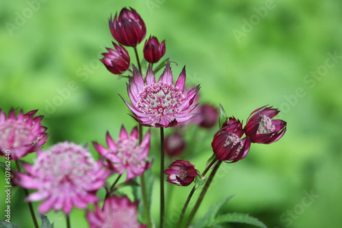 Φωτογραφία The delicate pink flowers of masterwort, Astrantia ÔClaretÕ in bloom