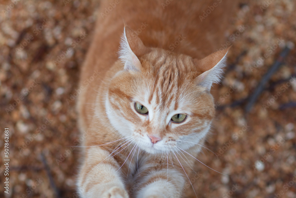 Naklejka premium ginger cat sharpens claws on paws with pleasure on tree in nature, pet walking