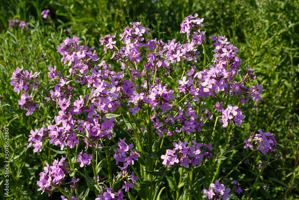 Gewöhnliche Nachtviole (Hesperis matronalis) begegnet auf der Schwäbischen Alb Gewöhnliche Nachtviole (Hesperis matronalis) begegnet auf der Schwäbischen Alb