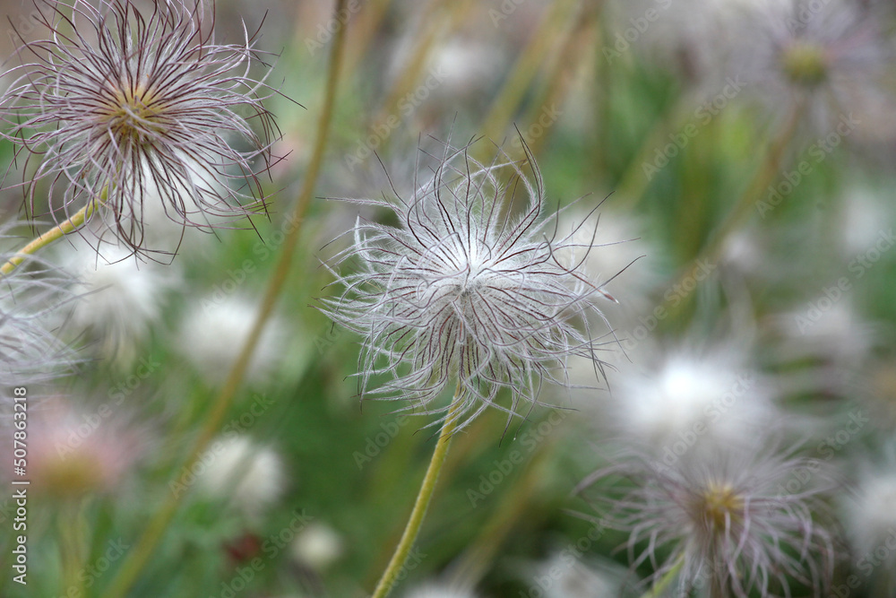 Fototapeta premium The seed heads of pulsatilla rubra, the red pasqueflower.