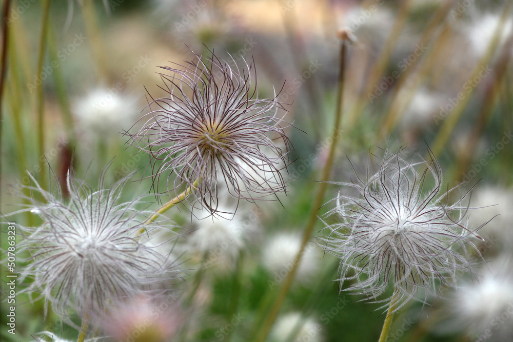 The seed heads of pulsatilla rubra, the red pasqueflower. The seed heads of pulsatilla rubra, the red pasqueflower.