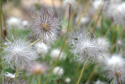 The seed heads of pulsatilla rubra  the red pasqueflower.