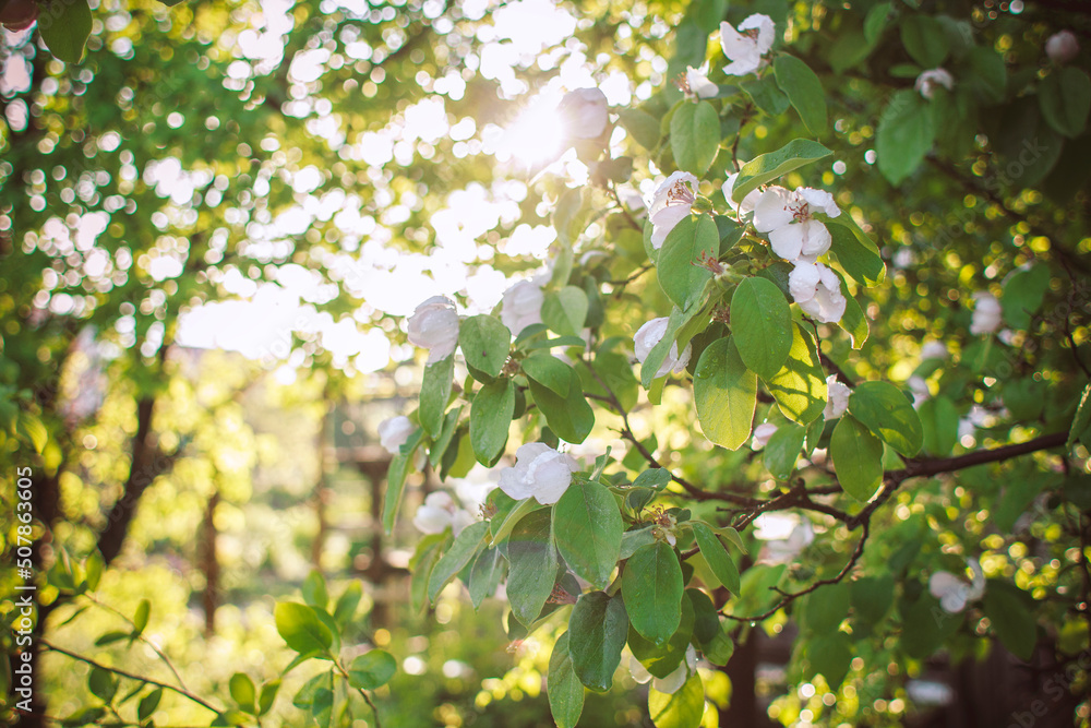 flowering quince tree branch in the sun, spring nature flowering quince tree branch in the sun, spring nature