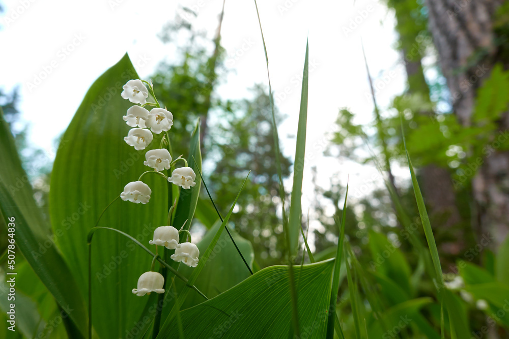 lily of the valley outdoor lily of the valley outdoor