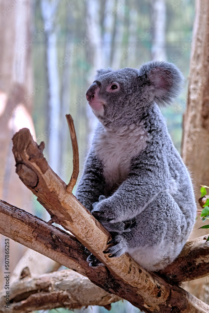 Fototapeta premium Koala ( Phascolarctos cinereus ).