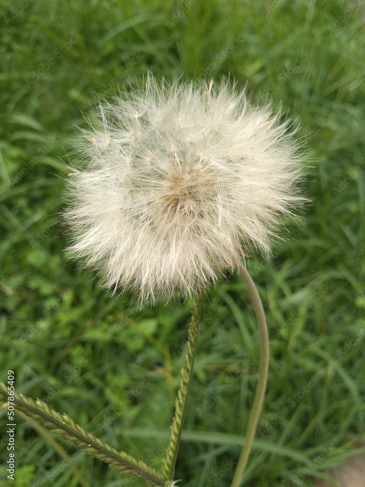 Fototapeta premium Dente de Leão