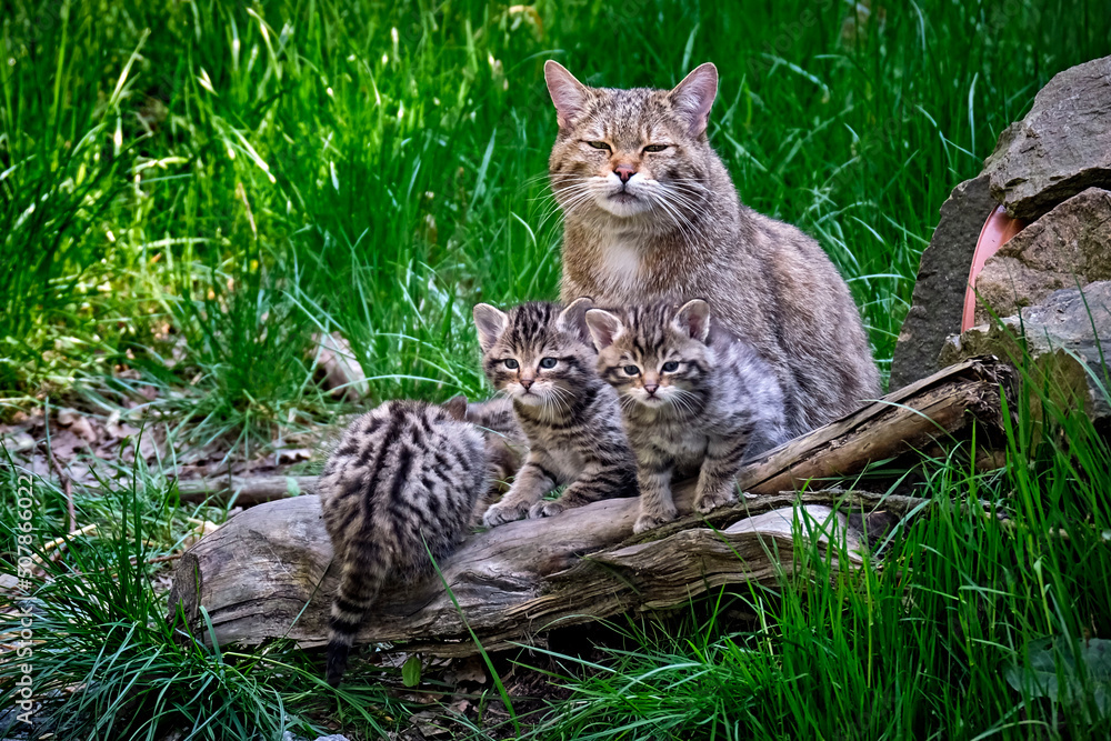 Naklejka premium Europäische Wildkatze oder Waldkatze ( Felis silvestris ).