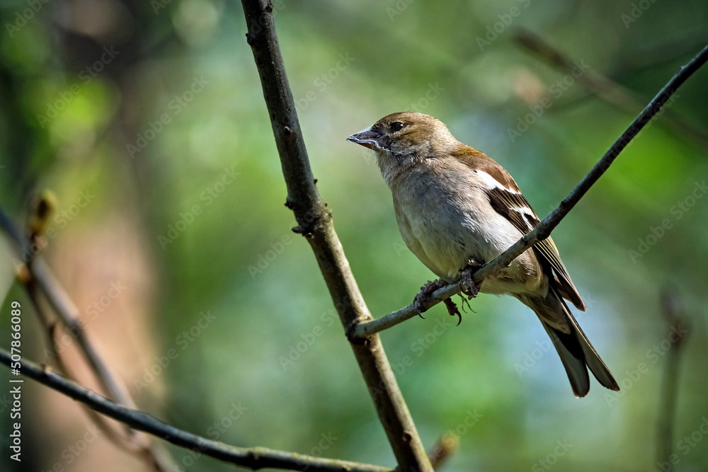 Fototapeta premium Buchfink ( Fringilla coelebs ).