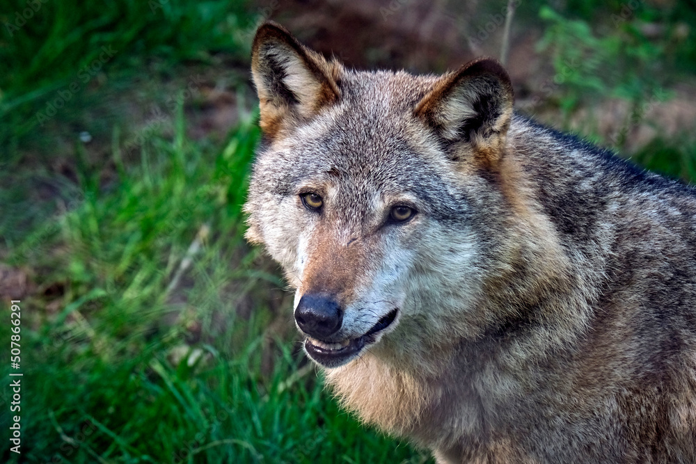 Europäischer Wolf ( Canis lupus ).