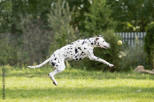 Young dalmatian dog playing with a ball outside on green grass