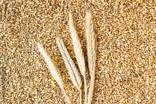 Ears of wheat in shelled wheat grains background.Conceptual image of harvesting
