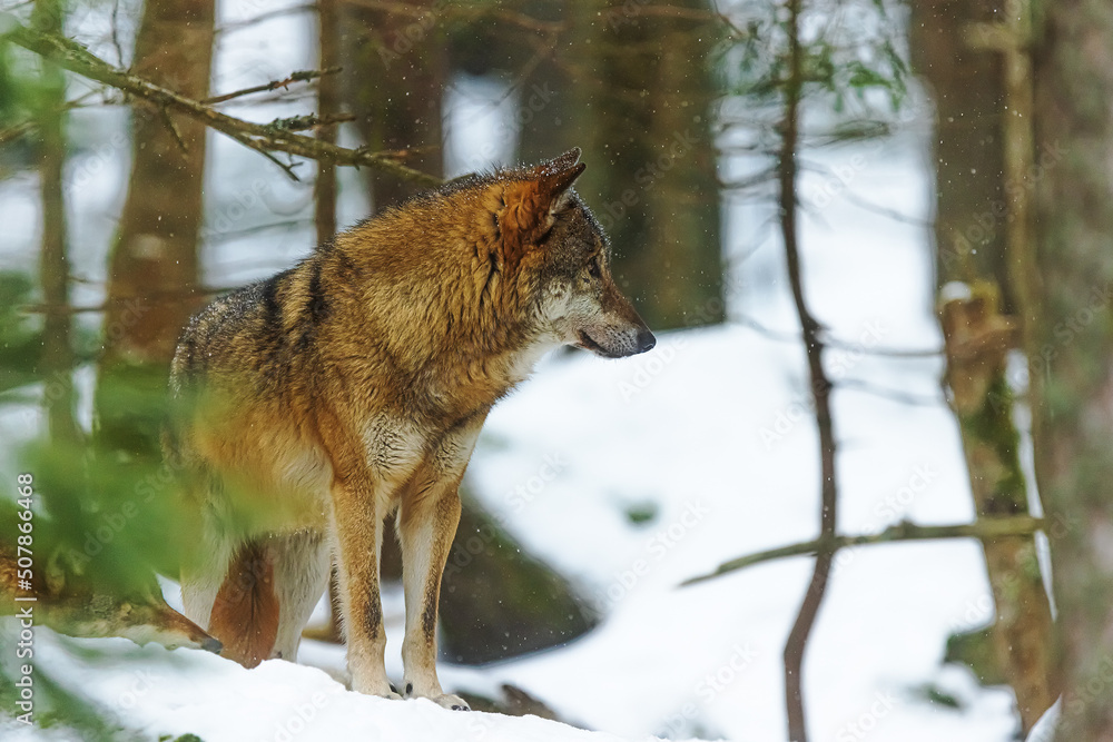 Eurasian wolf (Canis lupus lupus) keeps a close eye on the surroundings