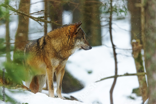 Eurasian wolf  Canis lupus lupus  keeps a close eye on the surroundings