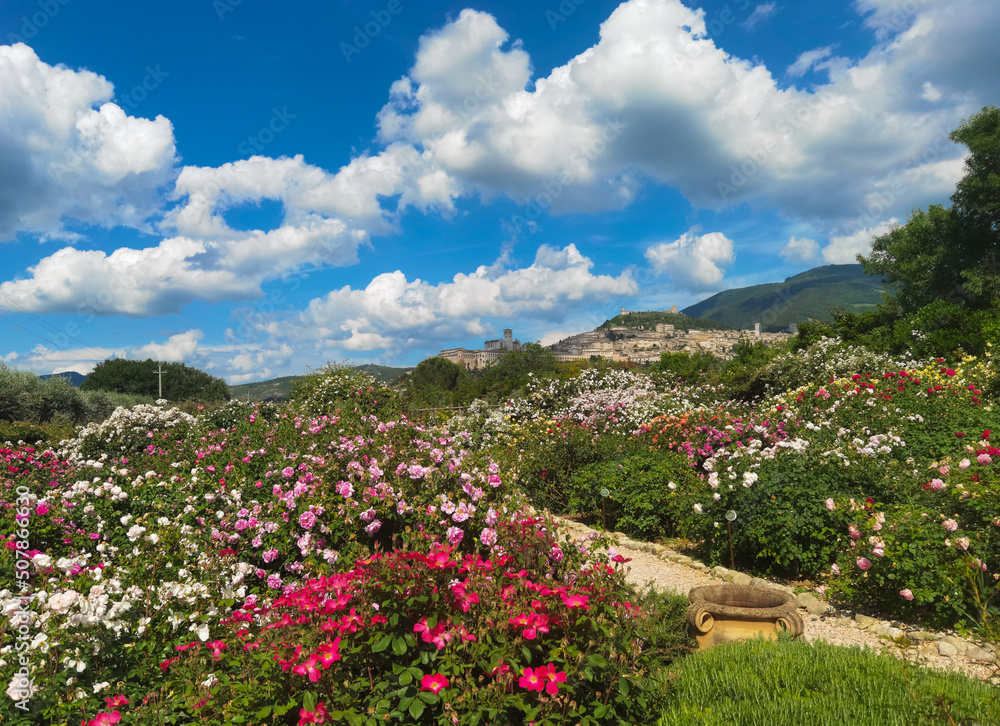 View of Assisi, the city of the peace with beautiful roses in the background View of Assisi, the city of the peace with beautiful roses in the background