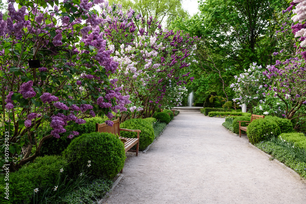 Walkway in the park. Lilac flowers. Walkway in the park. Lilac flowers.