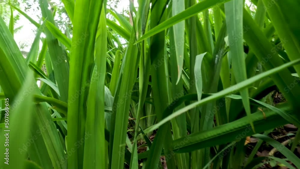 Camera movement among the yellow iris leaves that form green blades Camera movement among the yellow iris leaves that form green blades