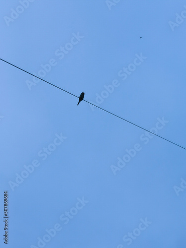 A single bird silhouette perched on a cable. The background is a blue sky.