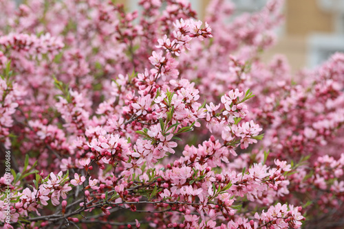 blooming pink beautiful cherry, natural beautiful background © Olga
