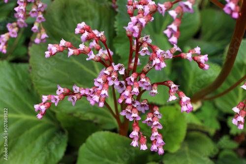 Wallpaper Mural Badan thick-leaved, or saxifrage thick-leaved, or Mongolian tea (lat. Bergenia crassifolia), is a perennial herbaceous plant, a type species of the genus Badan (Bergenia) of the Saxifragaceae family Torontodigital.ca