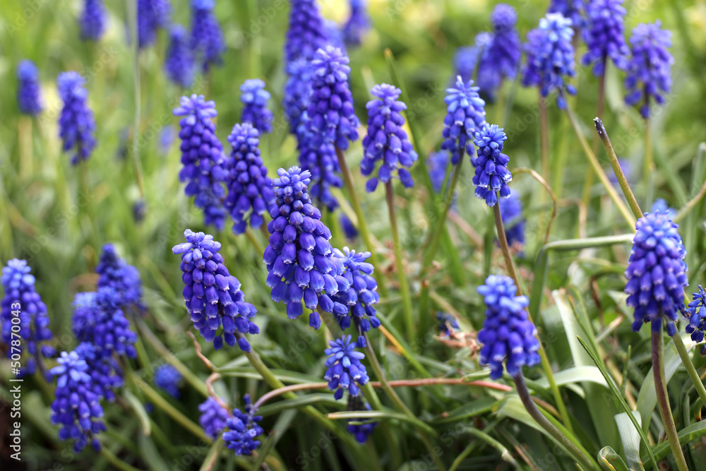 mouse hyacinth or viper onion (Muscari). Spring background blooming hyacinths mouse hyacinth or viper onion (Muscari). Spring background blooming hyacinths