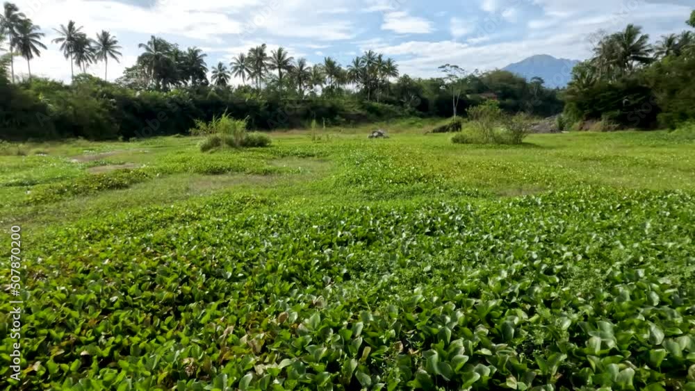 The scenery on the riverbank overgrown with grass and water hyacinth, the water discharge is small but full of mud The scenery on the riverbank overgrown with grass and water hyacinth, the water discharge is small but full of mud