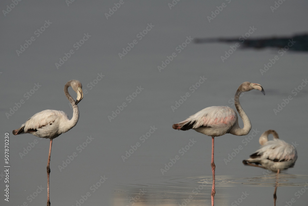A rotated image of Greater Flamingos reflection on water at Tubli bay, Bahrain