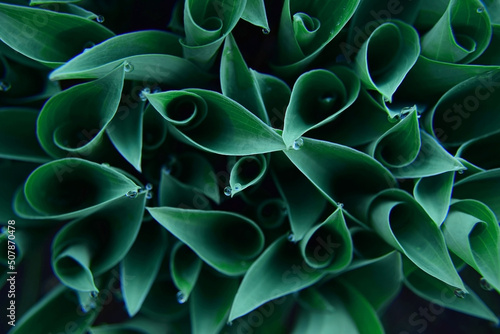 Young green hostas in early spring with raindrops. flat lay